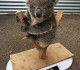 Je viens de découvrir comment les koalas sont pesés